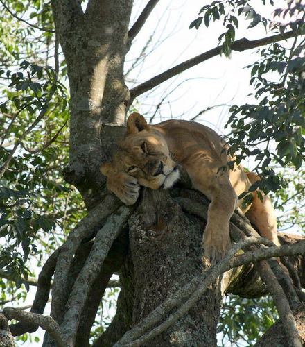 Foto - Safari di 5 giorni a Masai Mara, Lago Nakuru e Parco Nazionale Aberdare