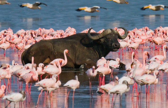 5-Day Safari in Kenya - Photo 3