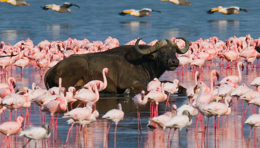 Safari de 5 días por Masái Mara, Lago Nakuru y Parque Nacional Aberdare - Foto 3