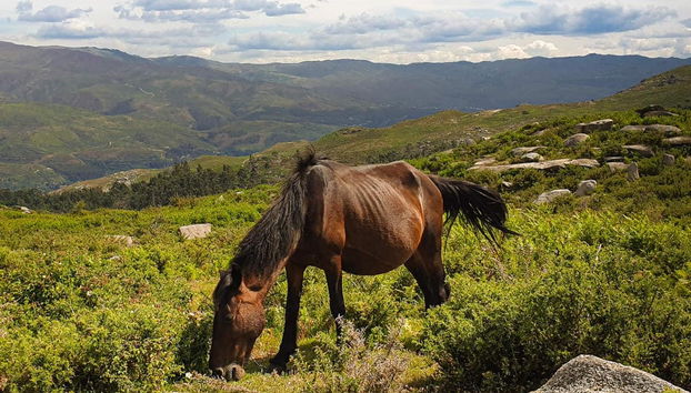 Un cheval de Peneda-Gerês