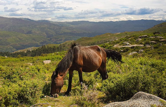 Peneda-Gerês National Park River Walk - Photo 6