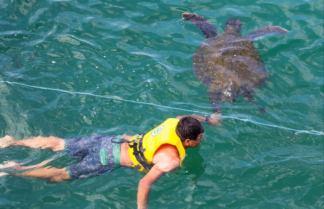 Mancora Whale Watching + Swimming with Turtles - Foto 6
