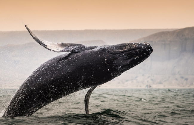 Mancora Whale Watching + Swimming with Turtles - Foto 1