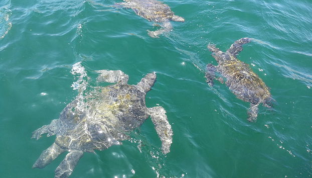 Mancora Whale Watching + Swimming with Turtles - Foto 5