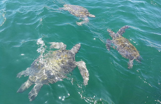 Mancora Whale Watching + Swimming with Turtles - Foto 5
