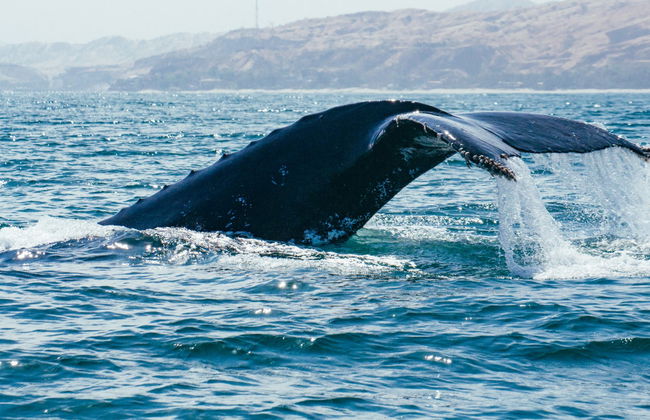 Mancora Whale Watching + Swimming with Turtles - Foto 2