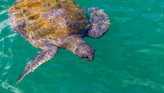 Mancora Whale Watching + Swimming with Turtles - Foto 4