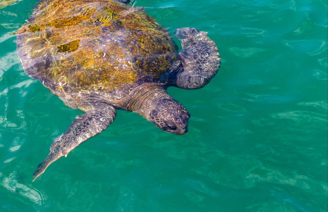 Mancora Whale Watching + Swimming with Turtles - Foto 4