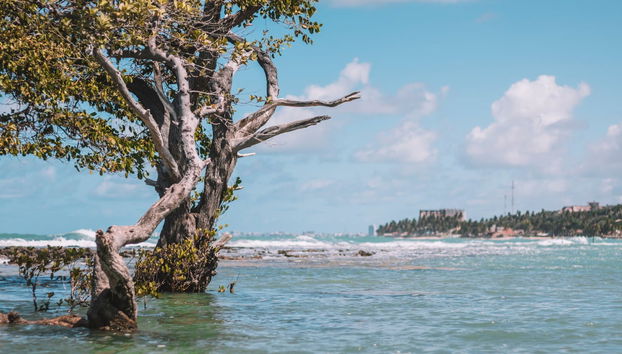 Árbol sobre la playa de Sereia