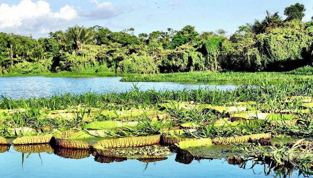 Tour pelo lago do Maicá - Foto 3