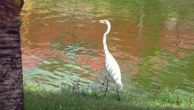 Tour pelo lago do Maicá - Foto 4