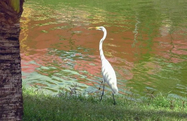 Tour pelo lago do Maicá - Foto 4