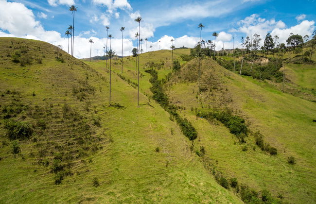 Excursión privada al Valle de Cocora + Paseo a caballo - Foto 2