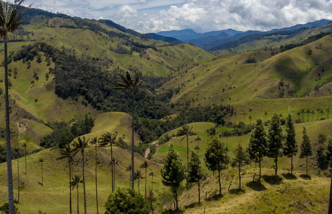 Excursión privada al Valle de Cocora + Paseo a caballo - Foto 6