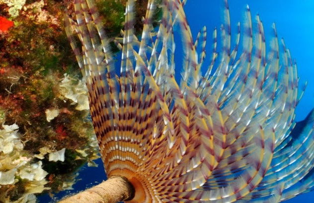 Mykonos Scuba Diving Introduction - Photo 7