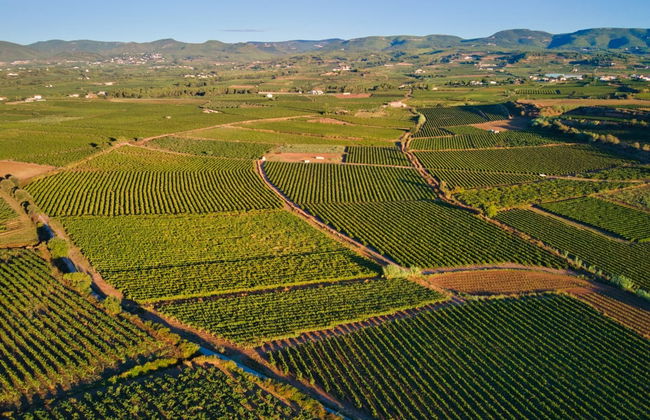 Penedes Vineyards Bike Tour - Photo 7