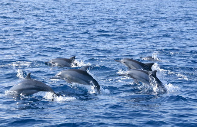 Snorkel en Maafushi + Avistamiento de delfines - Foto 2