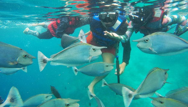 Maafushi Dolphin Watching and Snorkelling Half Day Tour - Foto 2