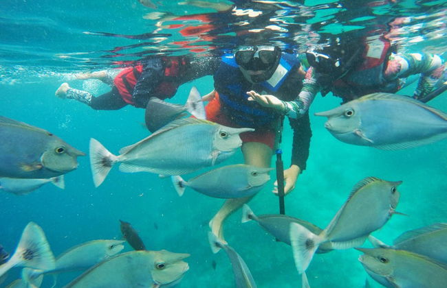 Snorkel en Maafushi + Avistamiento de delfines - Foto 2