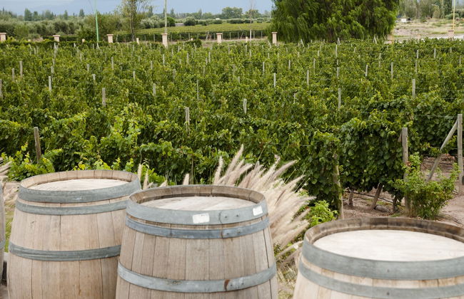 Tour de viñedos y bodegas por San Rafael - Foto 7