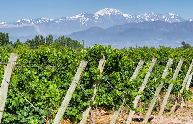 San Rafael Vineyards & Wineries Tour - Photo 4