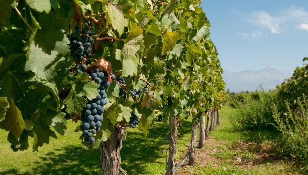 Tour de viñedos y bodegas por San Rafael - Foto 4