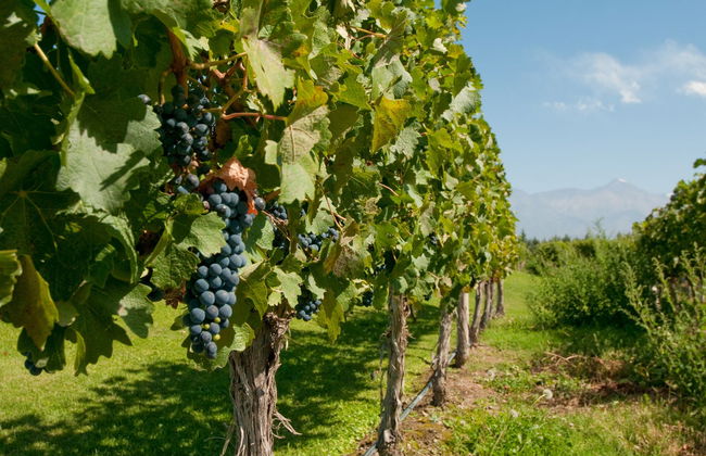 Tour de viñedos y bodegas por San Rafael - Foto 4