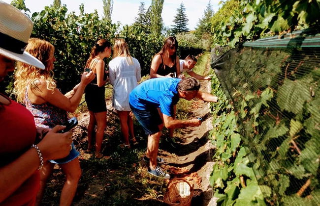 San Rafael Vineyards & Wineries Tour - Photo 2