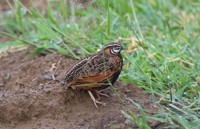 Tour de aventura en Los Filtros Viejos - Foto 6