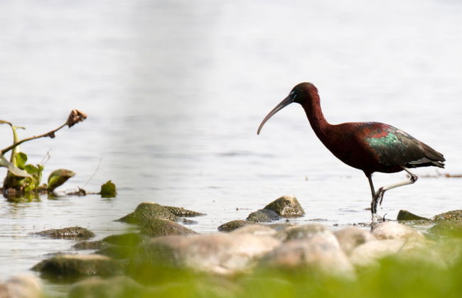 Avistamiento de aves en Badajoz - Foto 7