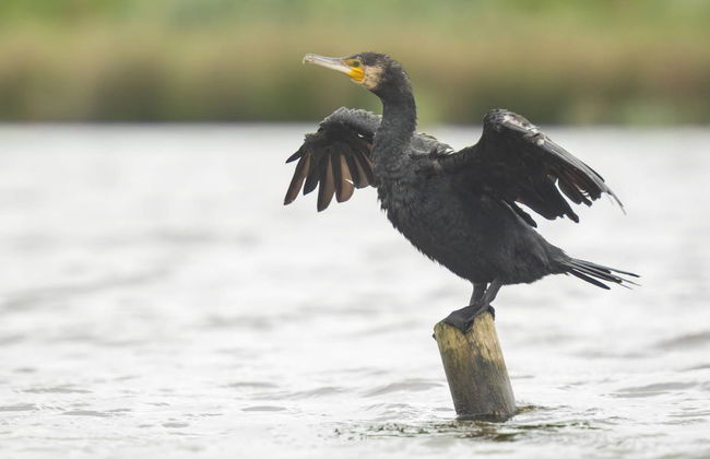 Avistamiento de aves en Badajoz - Foto 6