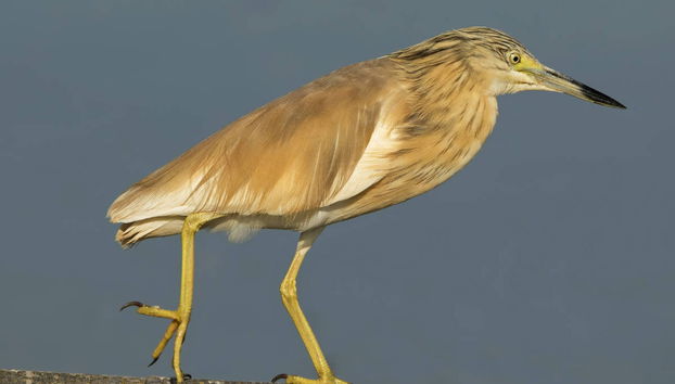 Avistamiento de aves en Badajoz - Foto 3