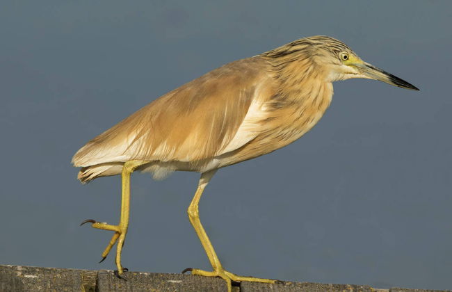 Avistamiento de aves en Badajoz - Foto 3
