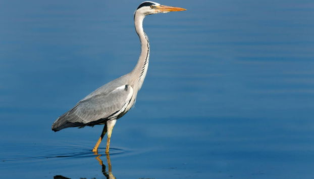 Avistamiento de aves en Badajoz - Foto 2