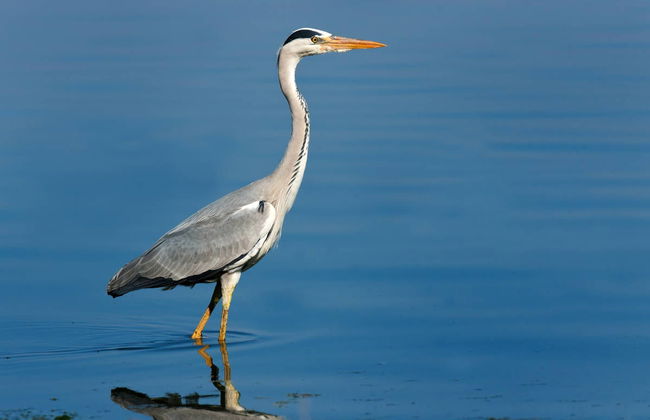 Avistamiento de aves en Badajoz - Foto 2