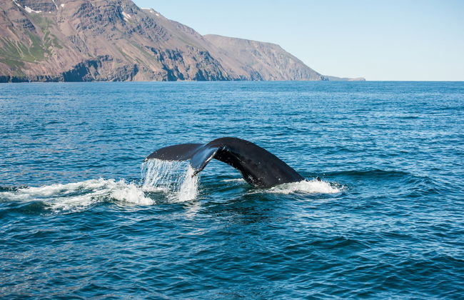 Avistamento de baleias de lancha - Foto 4