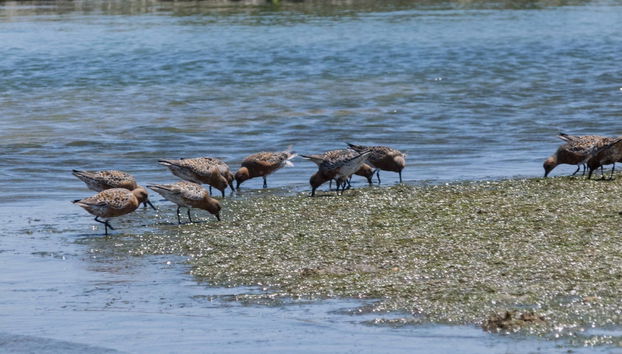 Birdwatching nella Ria Formosa - Foto 2