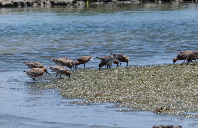 Avistamiento de aves en la Ría Formosa - Foto 2