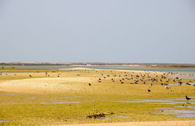 Avistamiento de aves en la Ría Formosa - Foto 5
