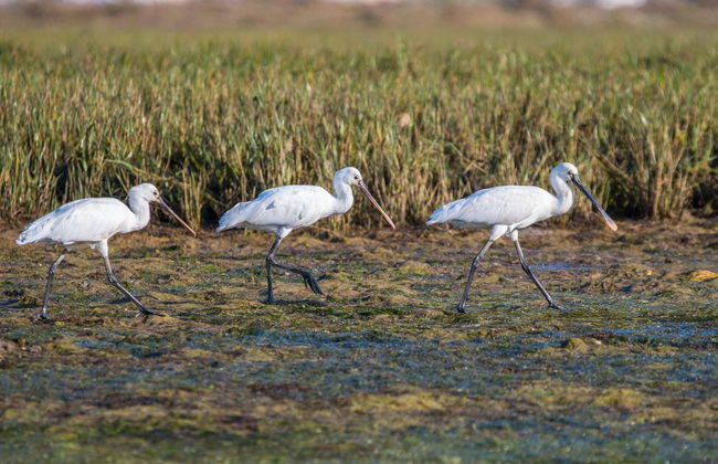 Avistamiento de aves en la Ría Formosa - Foto 1
