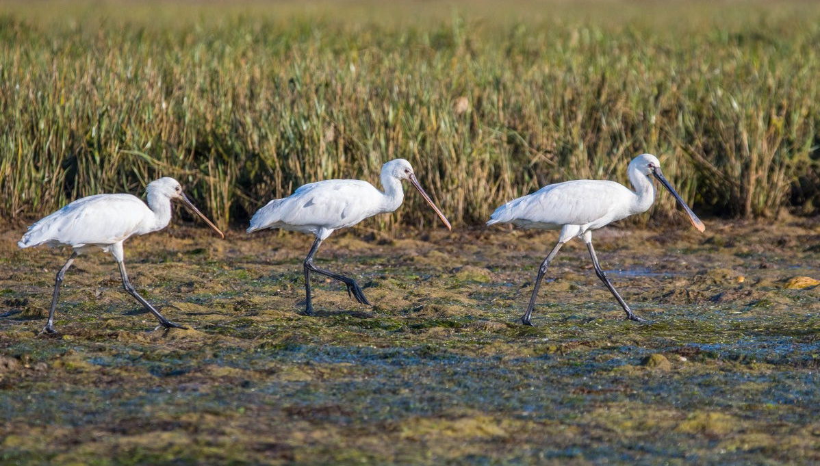 Birdwatching nella Ria Formosa - Foto 1