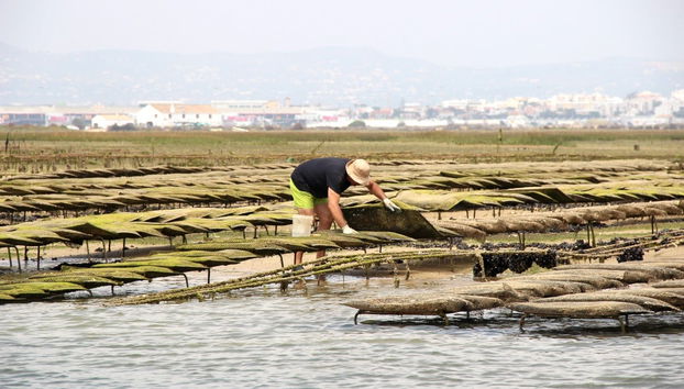 Birdwatching nella Ria Formosa - Foto 4
