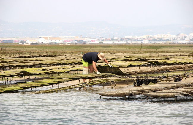 Avistamiento de aves en la Ría Formosa - Foto 4
