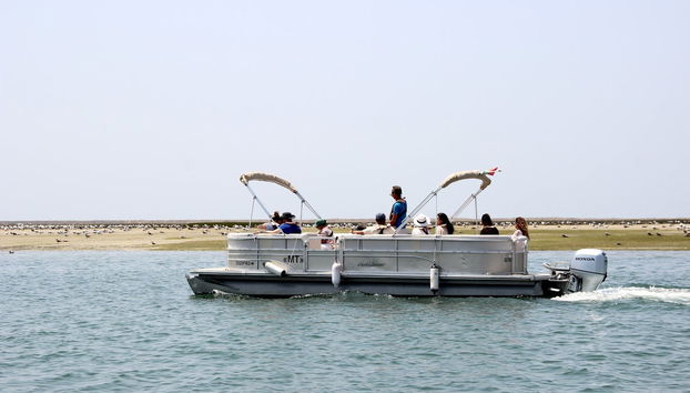 Birdwatching nella Ria Formosa - Foto 3