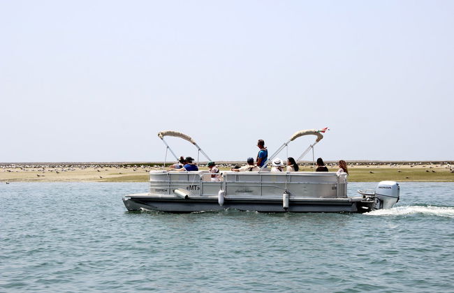 Avistamiento de aves en la Ría Formosa - Foto 3