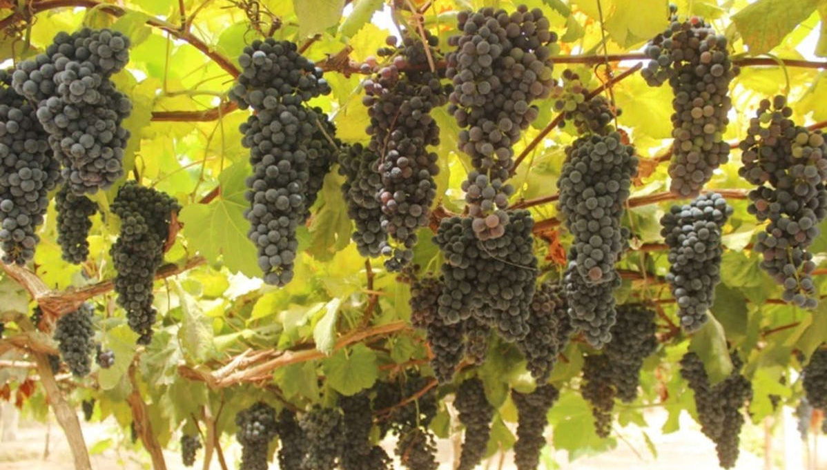 Tour del pisco y el vino por el Valle de Majes - Foto 1