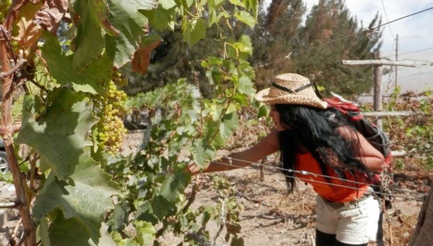 Tour del pisco y el vino por el Valle de Majes - Foto 2