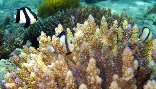 Tumbatu Island Private Day Trip - Foto 4