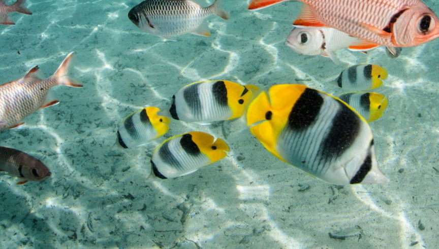 Glass-Bottom Boat Tour - Foto 1