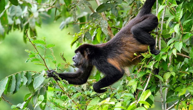 Tour dei Ponti Sospesi di Mistico Park - Foto 3